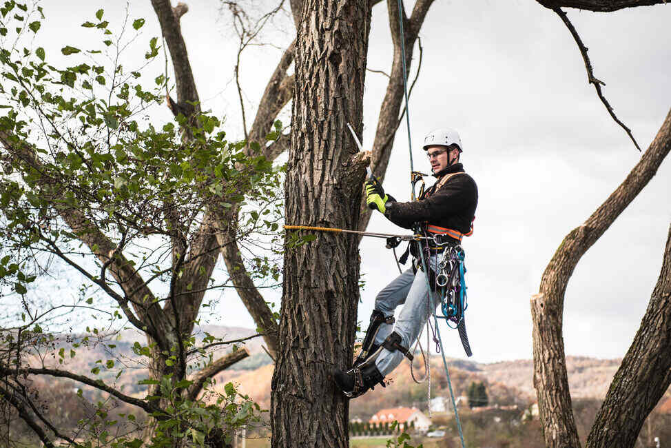 Entreprise d'élagage et d'abattage d'arbres à Issy-les-Moulineaux, NOV'ARBOR ELAGAGE