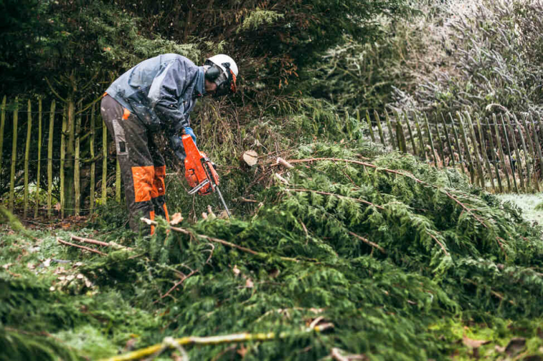 Pourquoi faire appel à un professionnel pour abattre un arbre malade ou gênant ?, Issy-les-Moulineaux, Nov'Arbor Elagage