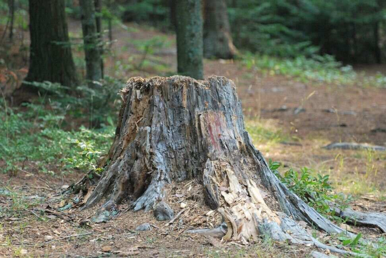 Optez pour le dessouchage après un abattage d’arbre à Issy-les-Moulineaux, Issy-les-Moulineaux, Nov'Arbor Elagage