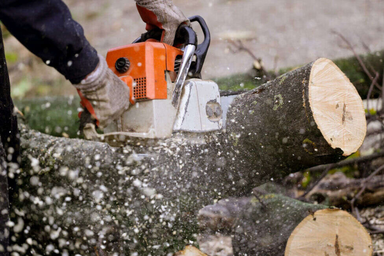 Quels types de tailles d’arbres proposons-nous à Issy-les-Moulineaux et ses environs ?, Issy-les-Moulineaux, Nov'Arbor Elagage